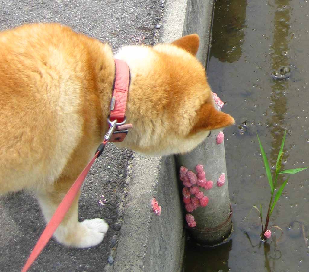 ジャンボタニシ はなママフォト日記